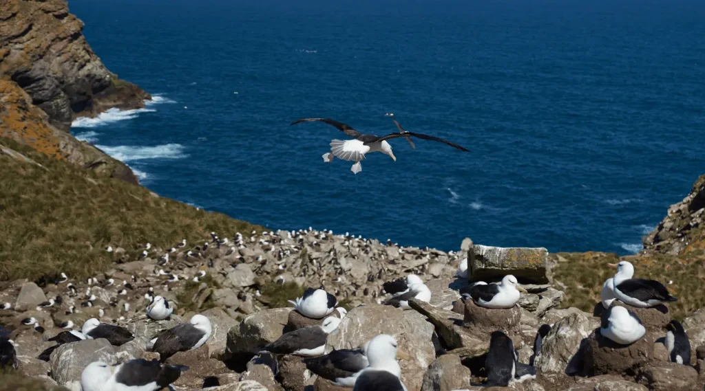 Ultimate Top 10 Falkland Islands Excursions You Can’t Miss
