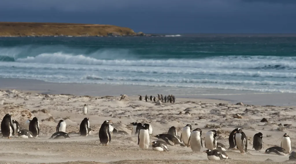 Falkland-Islands-Penguin-Tours-Volunteer-point