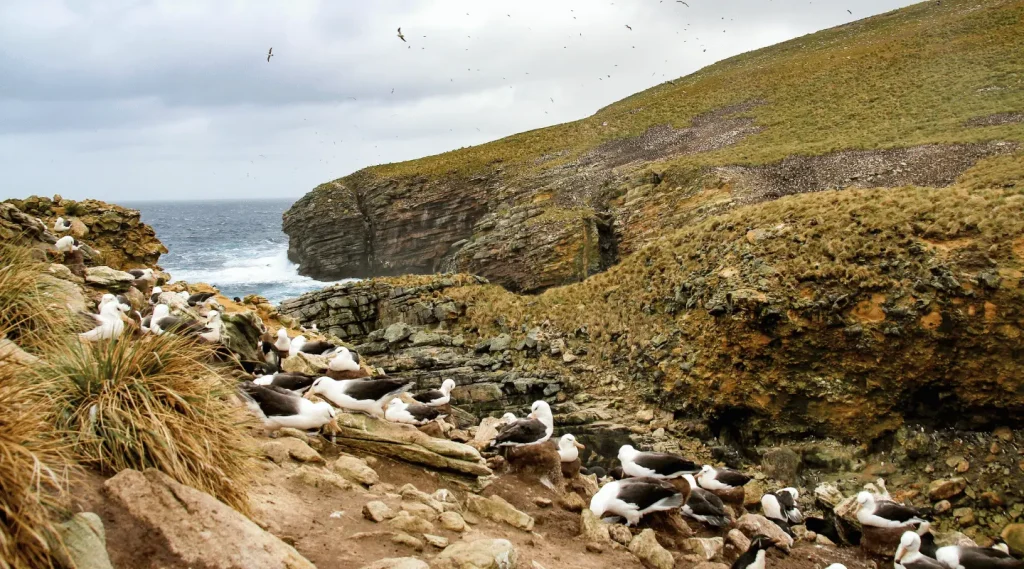 Saunders-islands-albatross-falkland-islands