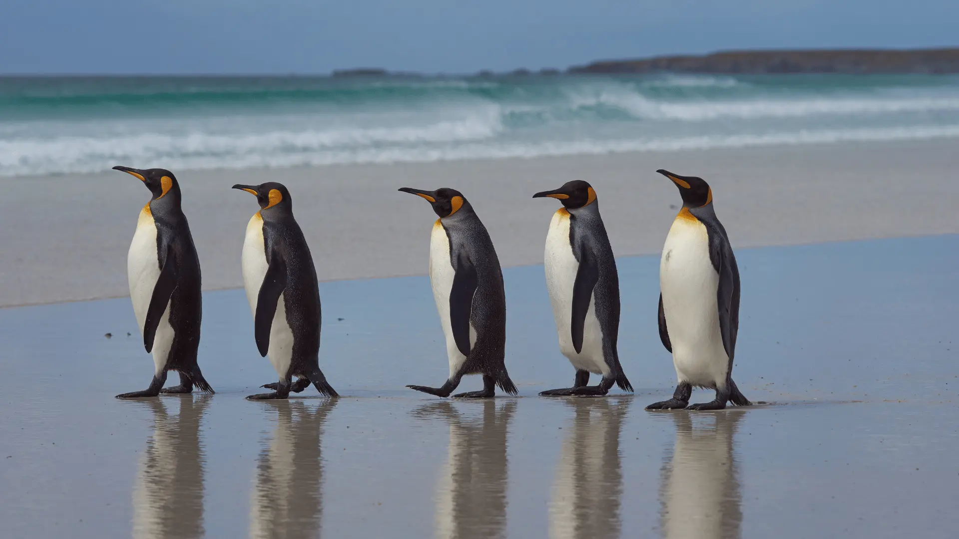 How to Photograph Wildlife in the Falkland Islands: Tips for Beginners