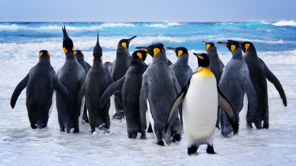 Volunteer Point King Penguin Colony Tour