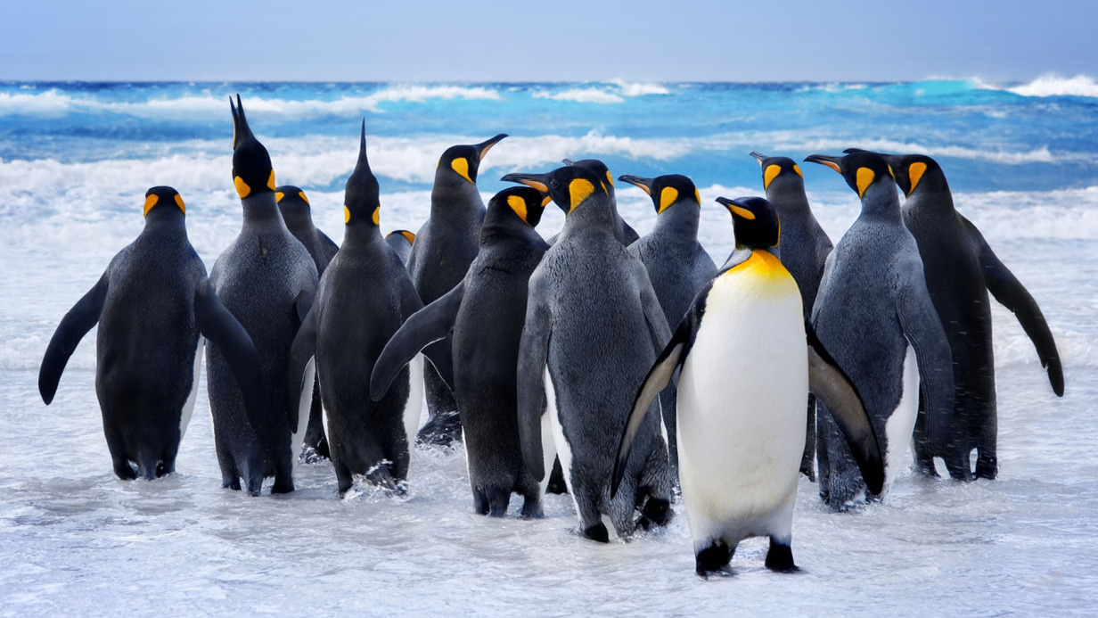 Ultimate Falkland Islands Trip Planning Guide: Flights, Hotels & Tours