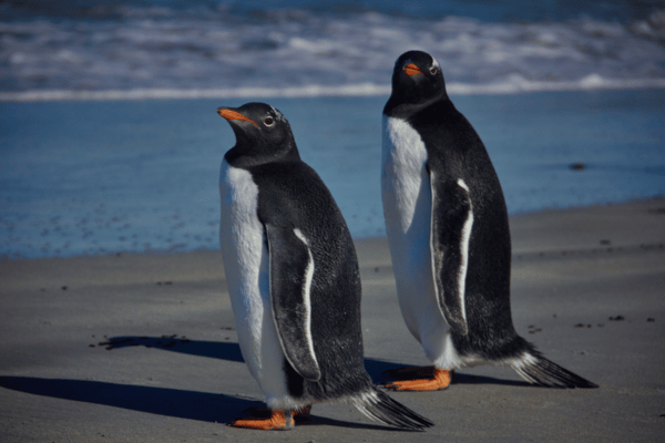 Berthas Beach Gentoo Penguins Falkland Islands Colony
