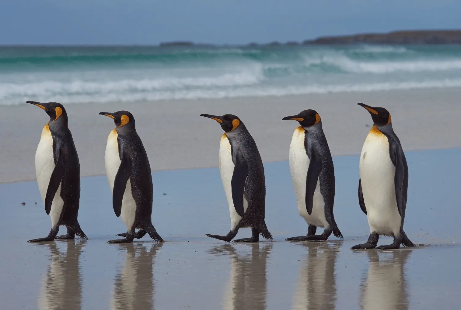 King penguins on Yorke Bay Falkland Islands Private Tour