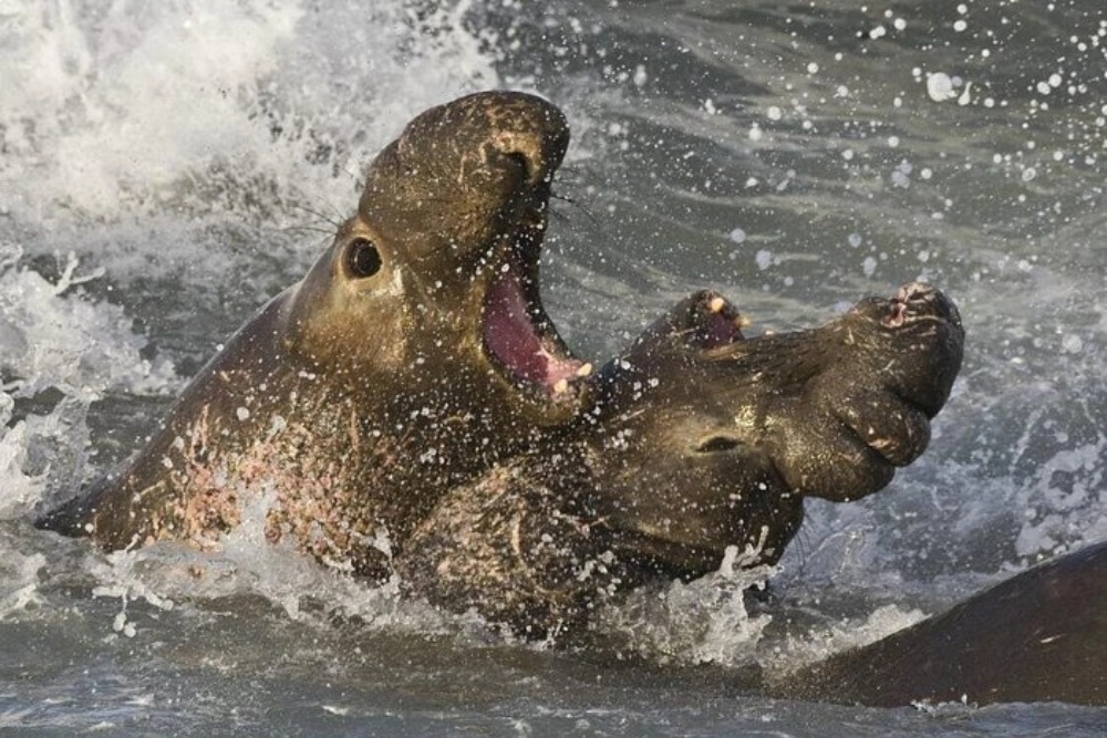 Whale Point kelp Point Elephant Seals Fighting