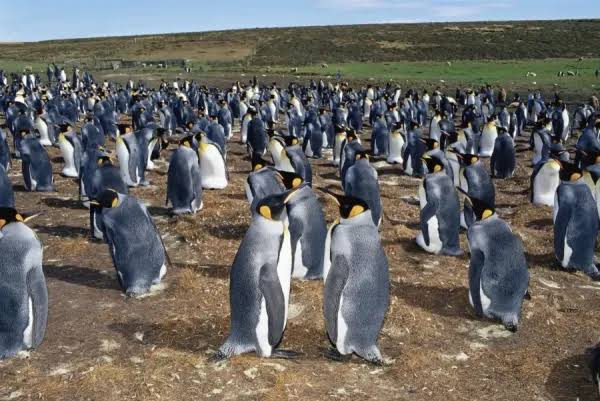 volunteer point king penguin colony