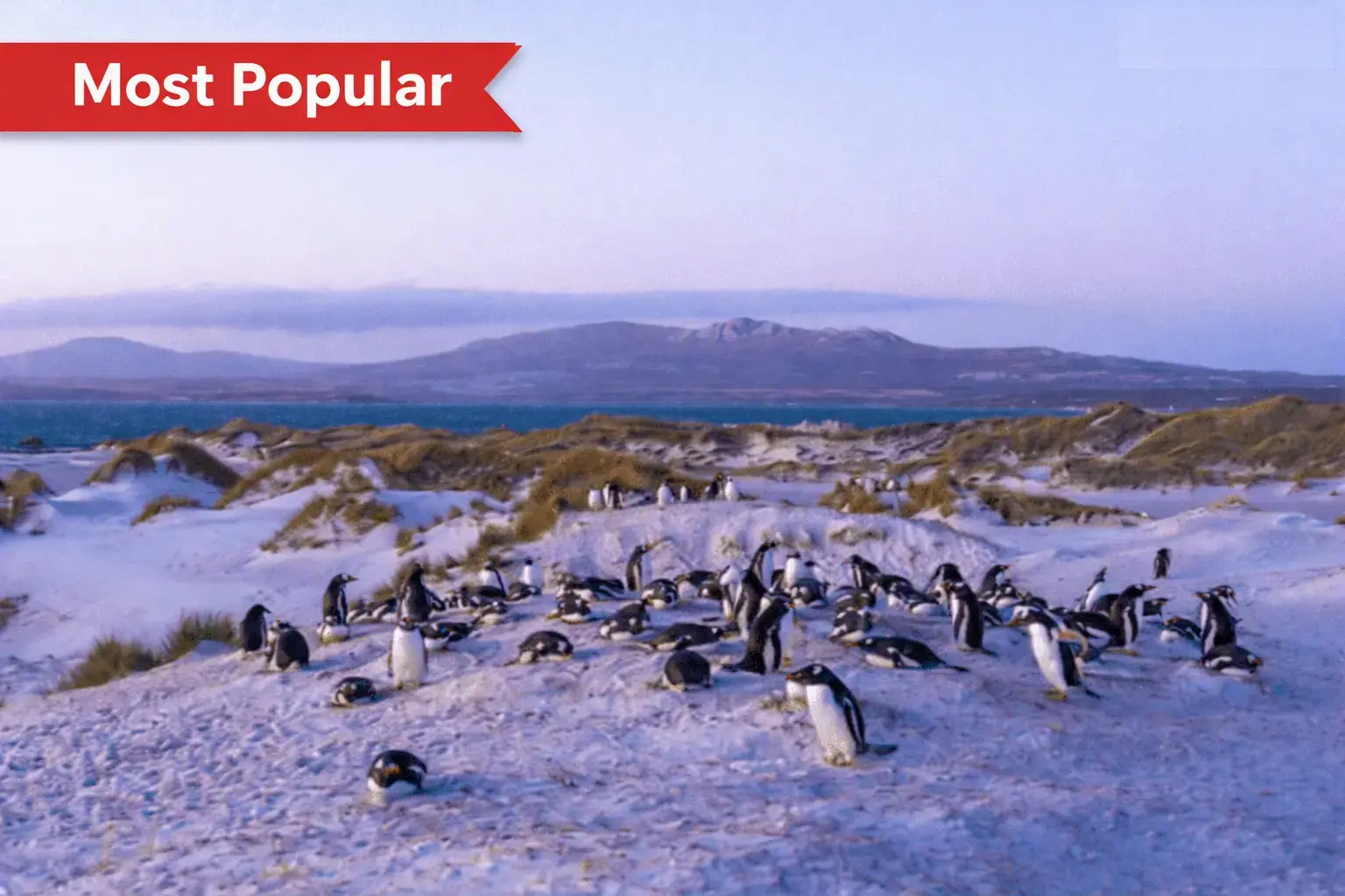Yorke-Bay Gentoo Penguins Yorke Bay Gentoo and King penguins